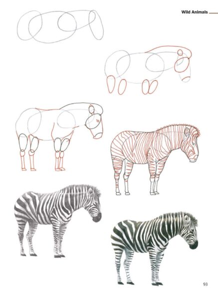Hình vẽ cách vẽ con vật ngựa vằn