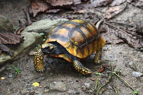 MỚI Tổng hợp các loại rùa cạn cảnh dễ nuôi, được nhiều người yêu thích 35
