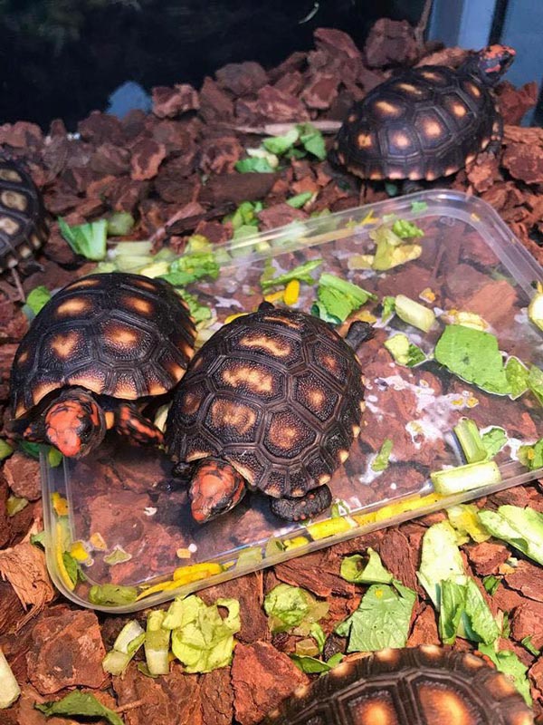 MỚI Tổng hợp các loại rùa cạn cảnh dễ nuôi, được nhiều người yêu thích 36
