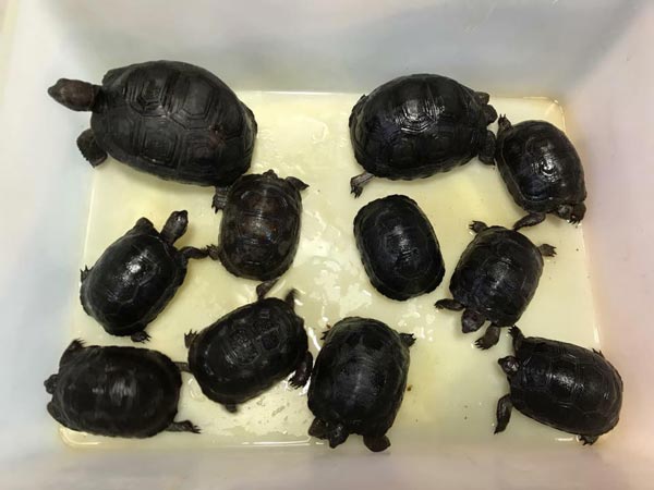 MỚI Tổng hợp các loại rùa cạn cảnh dễ nuôi, được nhiều người yêu thích 40