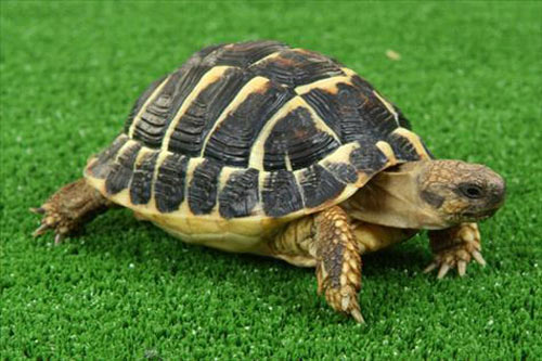 MỚI Tổng hợp các loại rùa cạn cảnh dễ nuôi, được nhiều người yêu thích 38