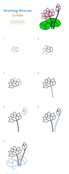 Hình vẽ cách vẽ hoa sen cho bé tiểu học
