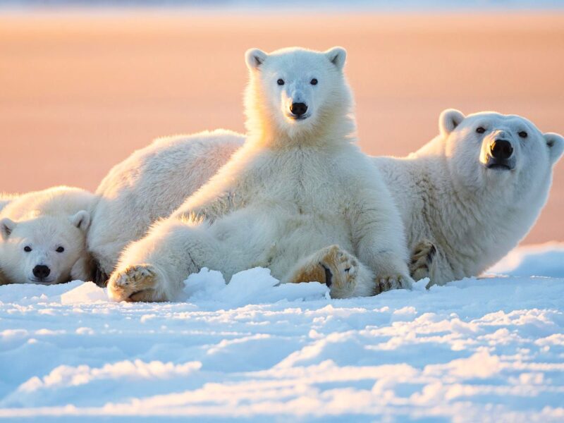 Hình nền gấu trắng Bắc Cực