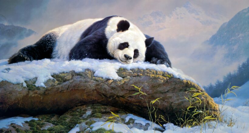 hình nền gấu trúc Panda