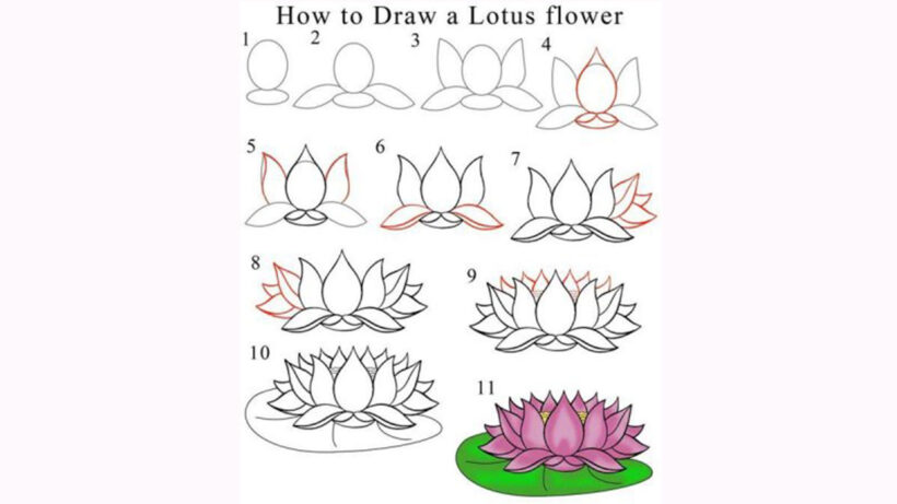 Cách vẽ hoa Sen đơn giản