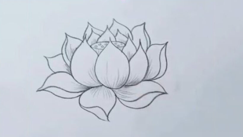 Vẽ hoa Sen đơn giản