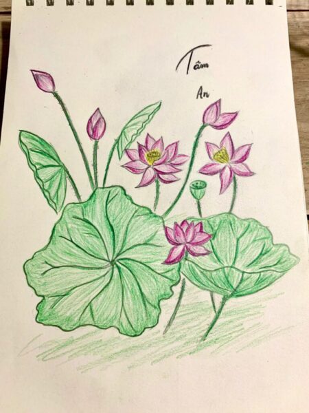 Cách vẽ hoa Sen bằng bút chì đơn giản