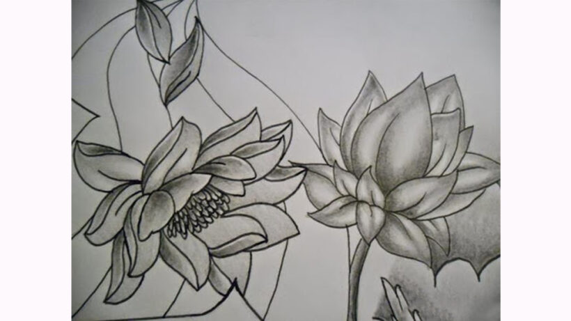 Hình vẽ hoa Sen bằng bút chì