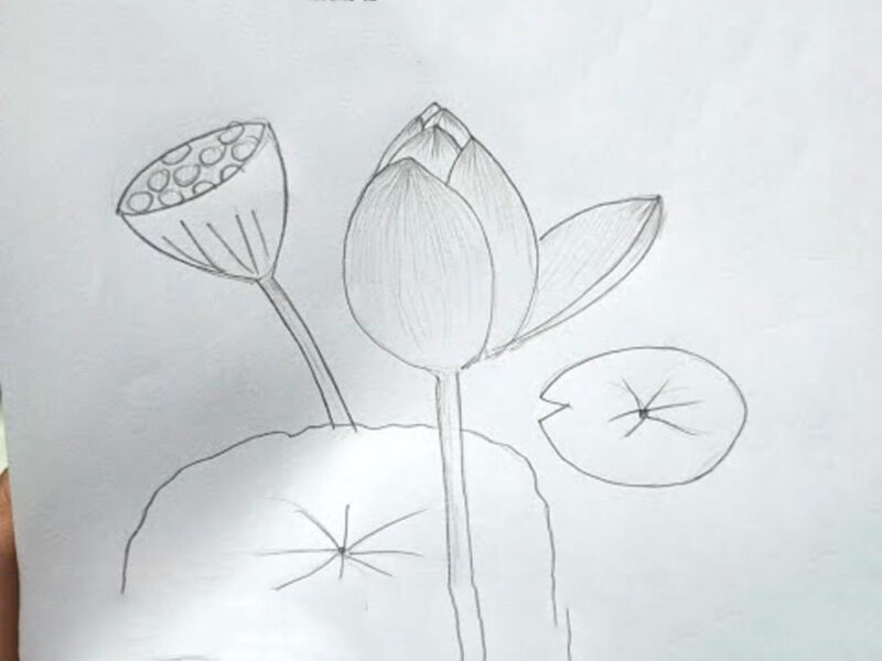 Cách vẽ hoa Sen đơn giản bằng bút chì
