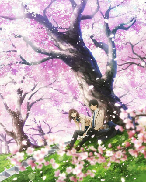 Ảnh hoa Anh Đào anime - thanh xuân