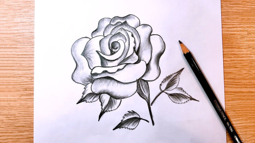 Cách vẽ hoa Hồng bút chì