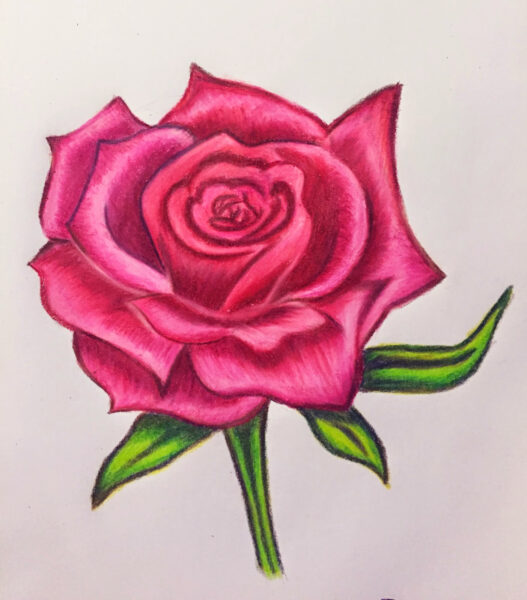 Cách vẽ hoa Hồng bằng bút màu