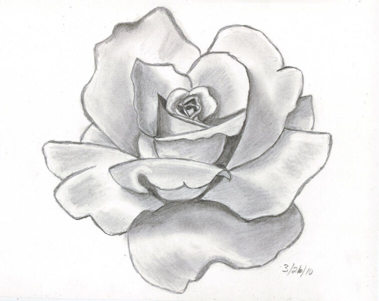 vẽ hoa Hồng bằng bút chì