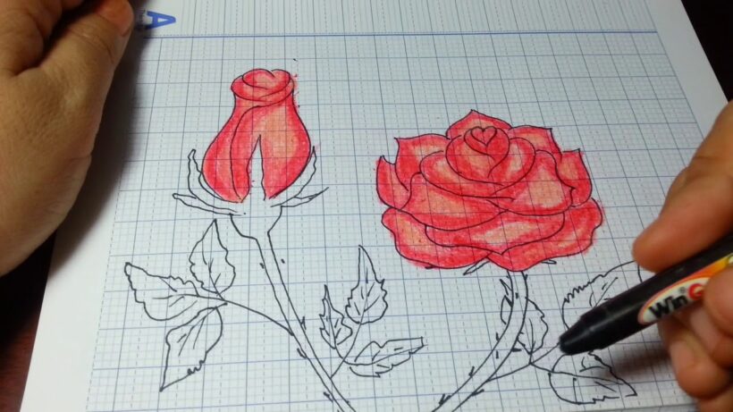 Cách vẽ hoa Hồng