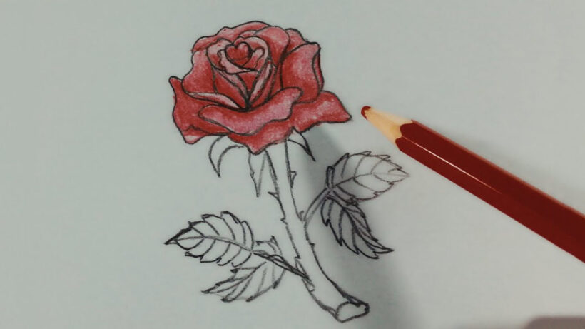 Cách vẽ hoa Hồng đơn giản nhất