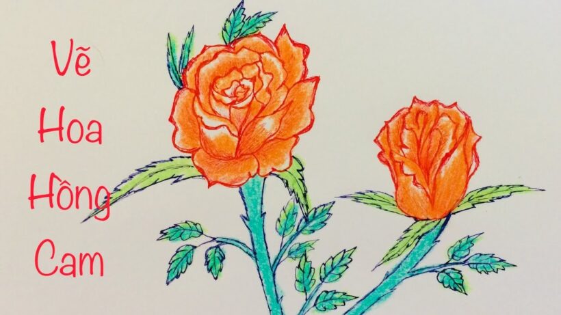 Cách vẽ hoa Hồng màu cam