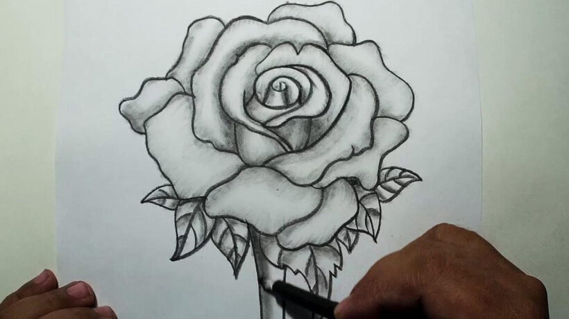 Hình vẽ hoa Hồng bằng bút chì