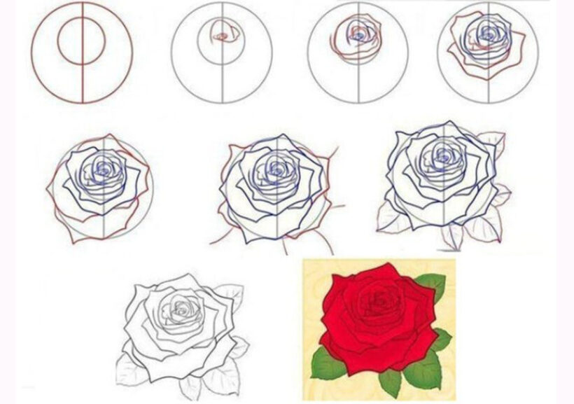 Cách vẽ hình bông hoa Hồng