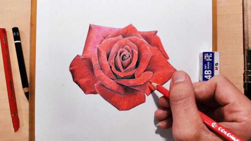 Cách vẽ hoa Hồng 3D