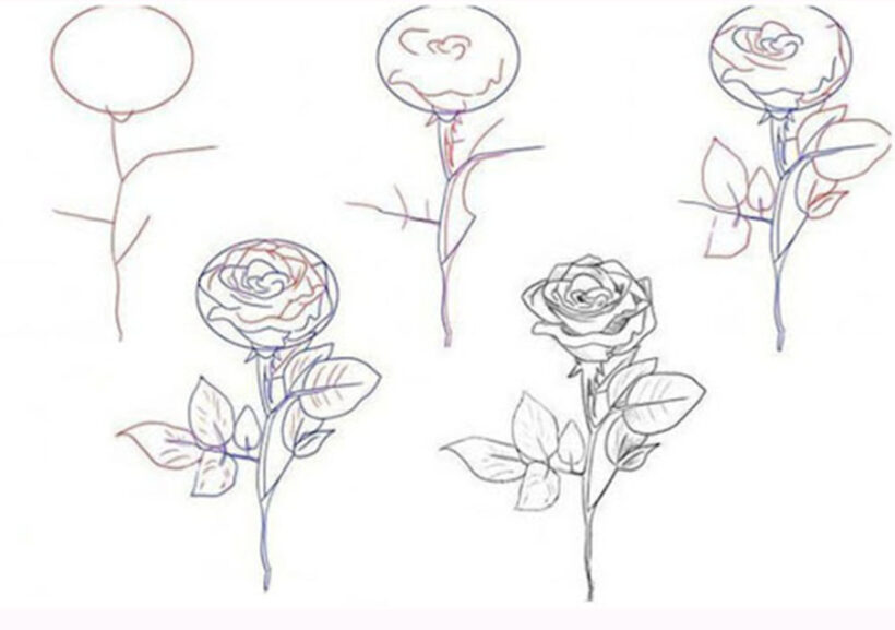 Cách vẽ bông hoa Hồng