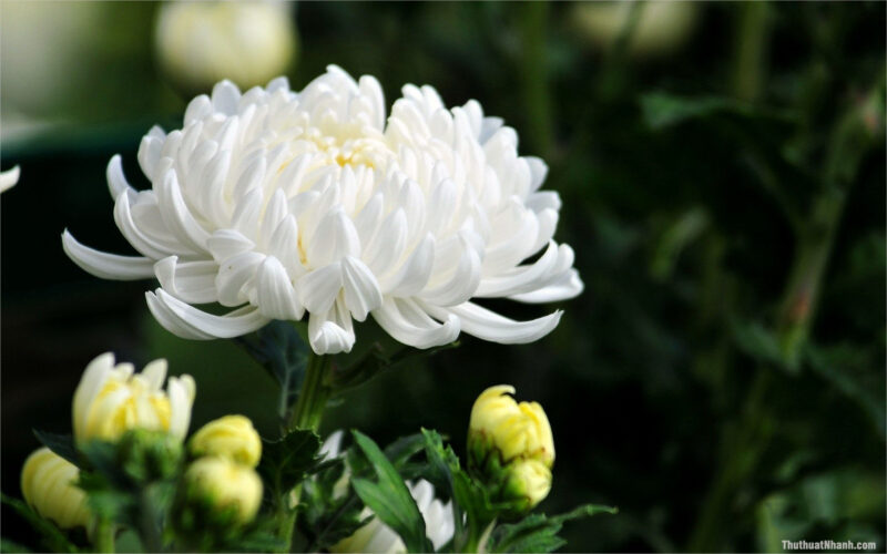 Hoa cúc trắng ý nghĩa chúc phúc linh hồn và sự tái sinh