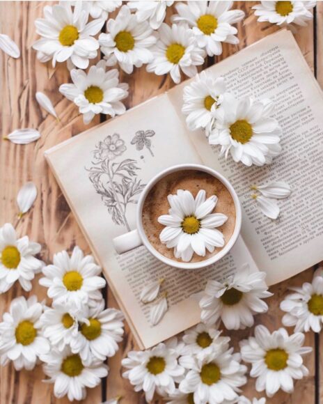 hoa cúc trắng làm trà ngon