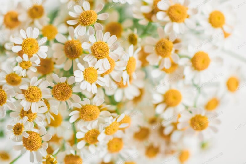 hoa cúc trắng đẹp mê hồn