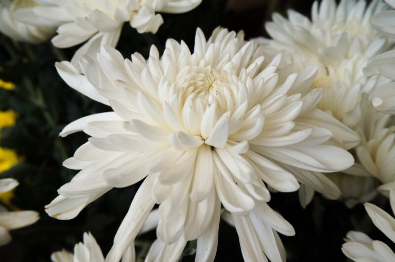 hoa cúc trắng đại đóa đẹp