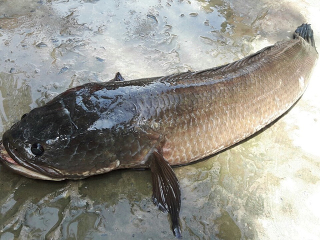 Snakehead Fish Là Cá Gì, Những Loại Cá Nước Ngọt Cực Tốt Cho Sức Khỏe