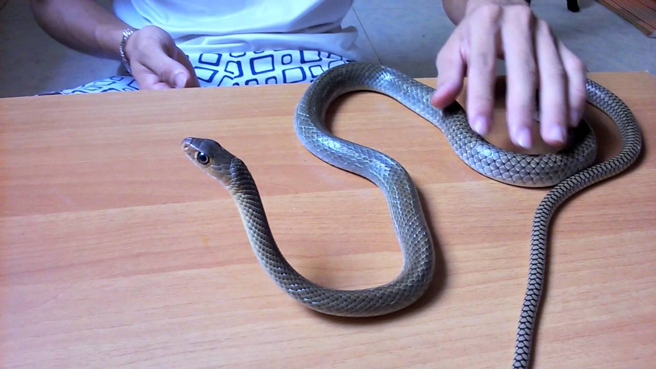 rắn ráo