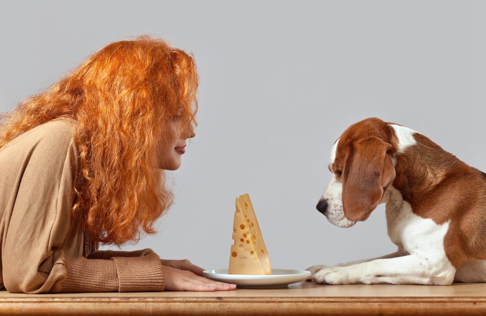 Can Dogs Eat Cheese As a Healthy Retreat ? - Dog Carion