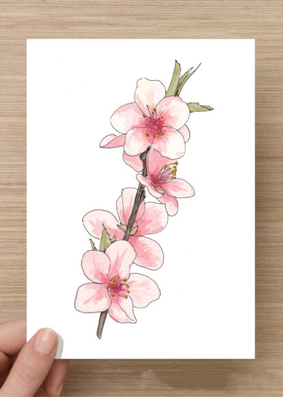 Hình vẽ hoa anh đào bằng bút chì màu