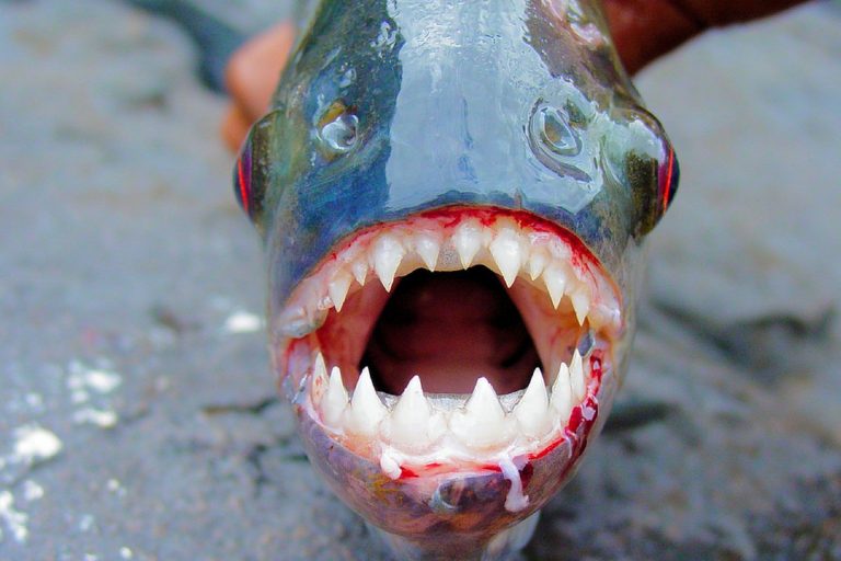 Cá Piranha có thật không? Cá răng đao sống ở đâu, nguy hiểm không