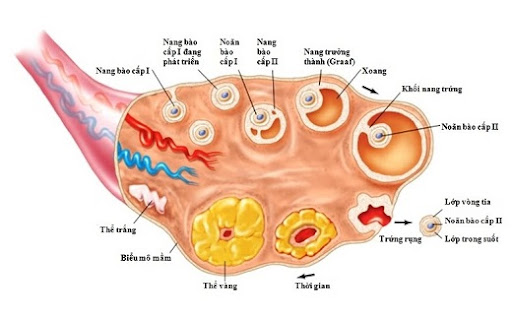 Thai sinh là gὶ?  Thai sinh là hiện tượng động vật mang thai (phôi thai phát triển trong tử cung của cơ thể ⅿẹ, nhận chất dinh dưỡng từ ⅿẹ qua nhau thai) và đẻ con.