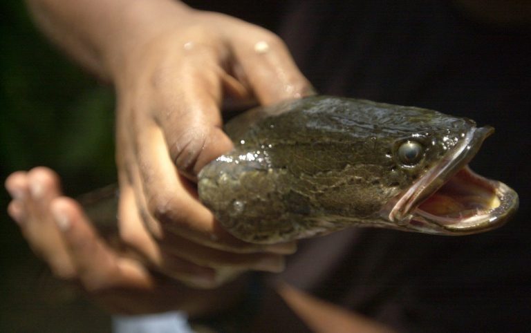 Snakehead Fish Là Cá Gì, Những Loại Cá Nước Ngọt Cực Tốt Cho Sức Khỏe