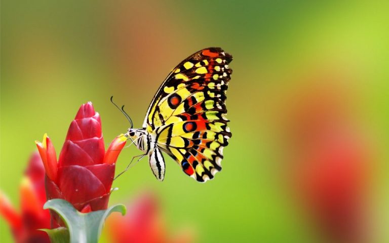[TOP] 100+ hình nền bươm bướm đẹp, đầy sắc màu cho máy tính