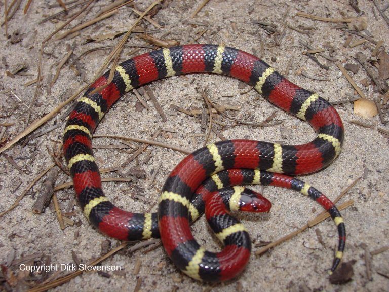 Các loài rắn không độc ở Việt Nam và thế giới