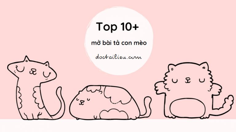 Top 10+ mở bài tả con mèo độc đáo để có bài văn hay
